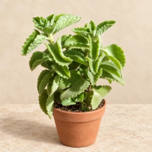 Ajwain Plant in Lahore