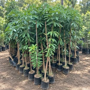 Alstonia in Lahore