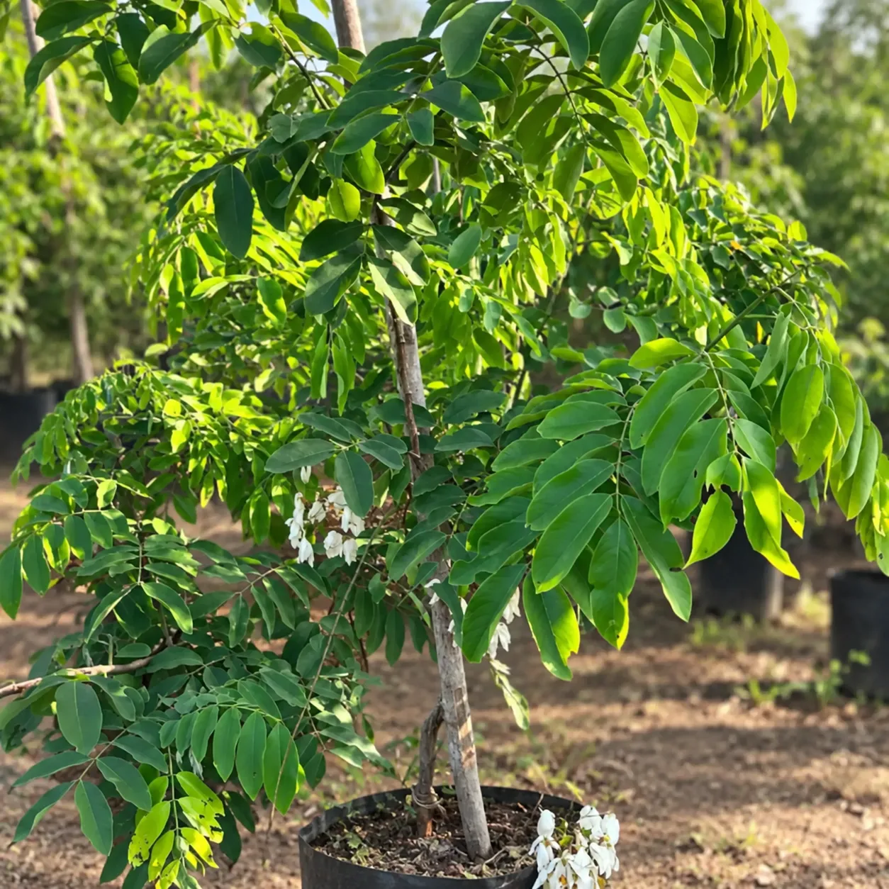 Amaltas Plant in a Serene Nursery Amaltas in Lahore