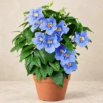 Blue Sky Flower in Lahore
