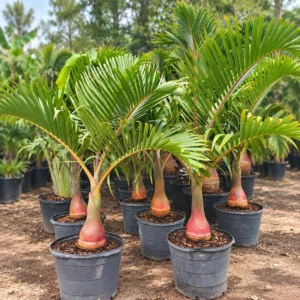 Bottle Palm in Lahore