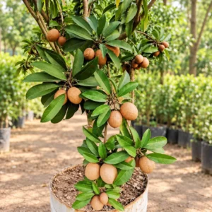 Chikoo in Lahore