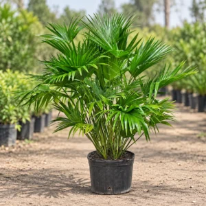 Chinese Fan Palm in Lahore