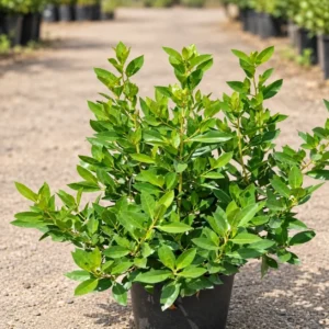Conocarpus in Lahore