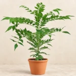 Curry Leaf (Curry Patta) in Lahore