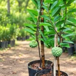 Custard Apple in Lahore