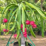 Dragon Fruit in Lahore