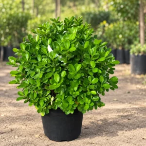 Ficus Panda in Lahore
