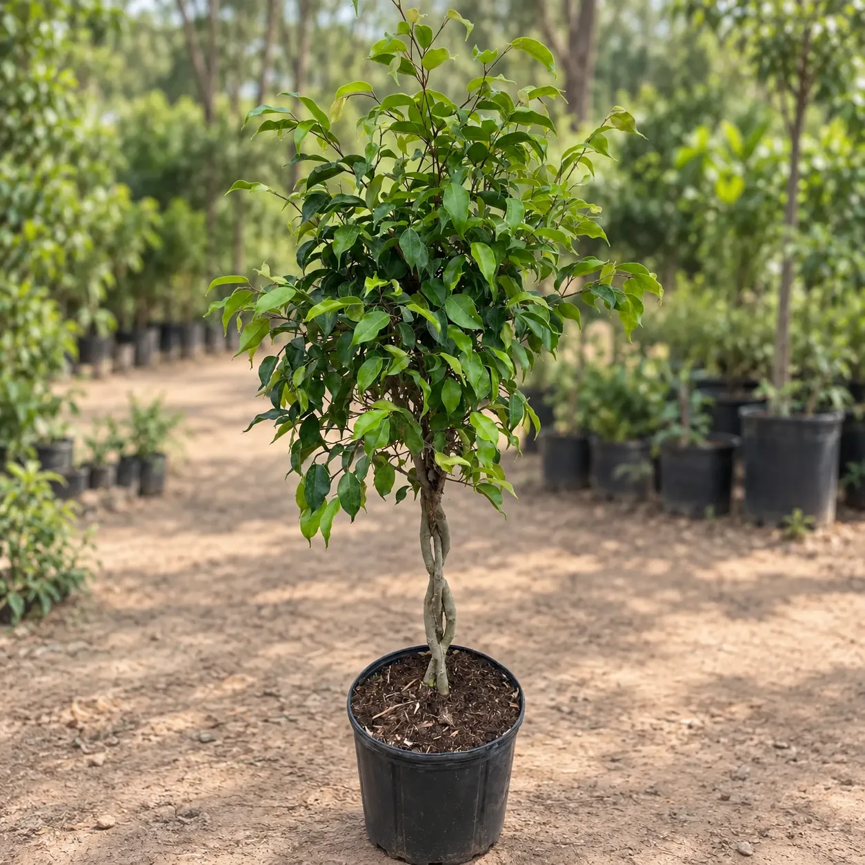 Ficus benjamina in a Lahore nursery Ficus Benjamina Tree in Lahore