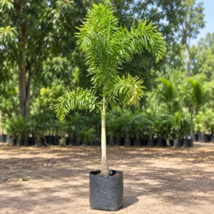 Foxtail Palm in Lahore