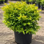 Duranta Golden in Lahore