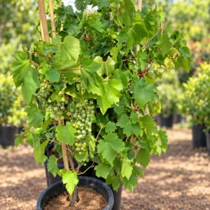 Grapes in Lahore