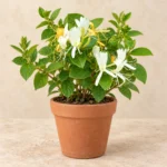Honeysuckle (Honeysuckle Bail) in Lahore