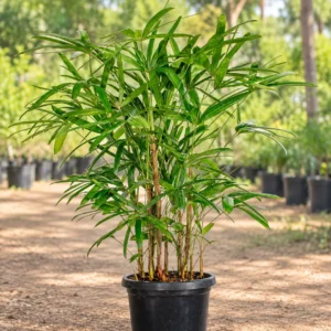 Lady Palm in Lahore