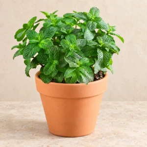 Mint Podina in Lahore