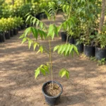 Neem in Lahore