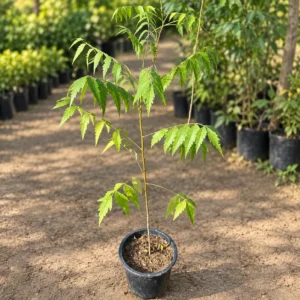 Neem in Lahore