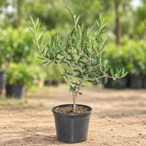 Olive in Lahore
