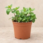 Oregano in Lahore