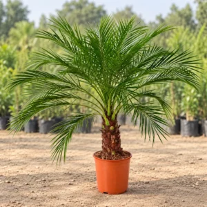 Phoenix Palm in Lahore