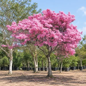 Tabebuia Pink in Lahore
