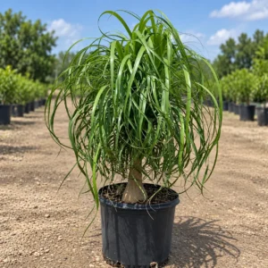 Ponytail Palm in Lahore
