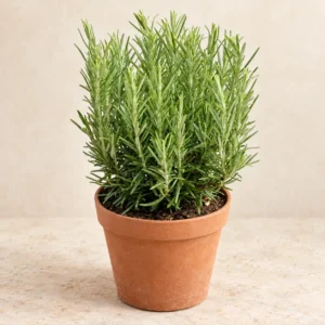Rosemary in Lahore
