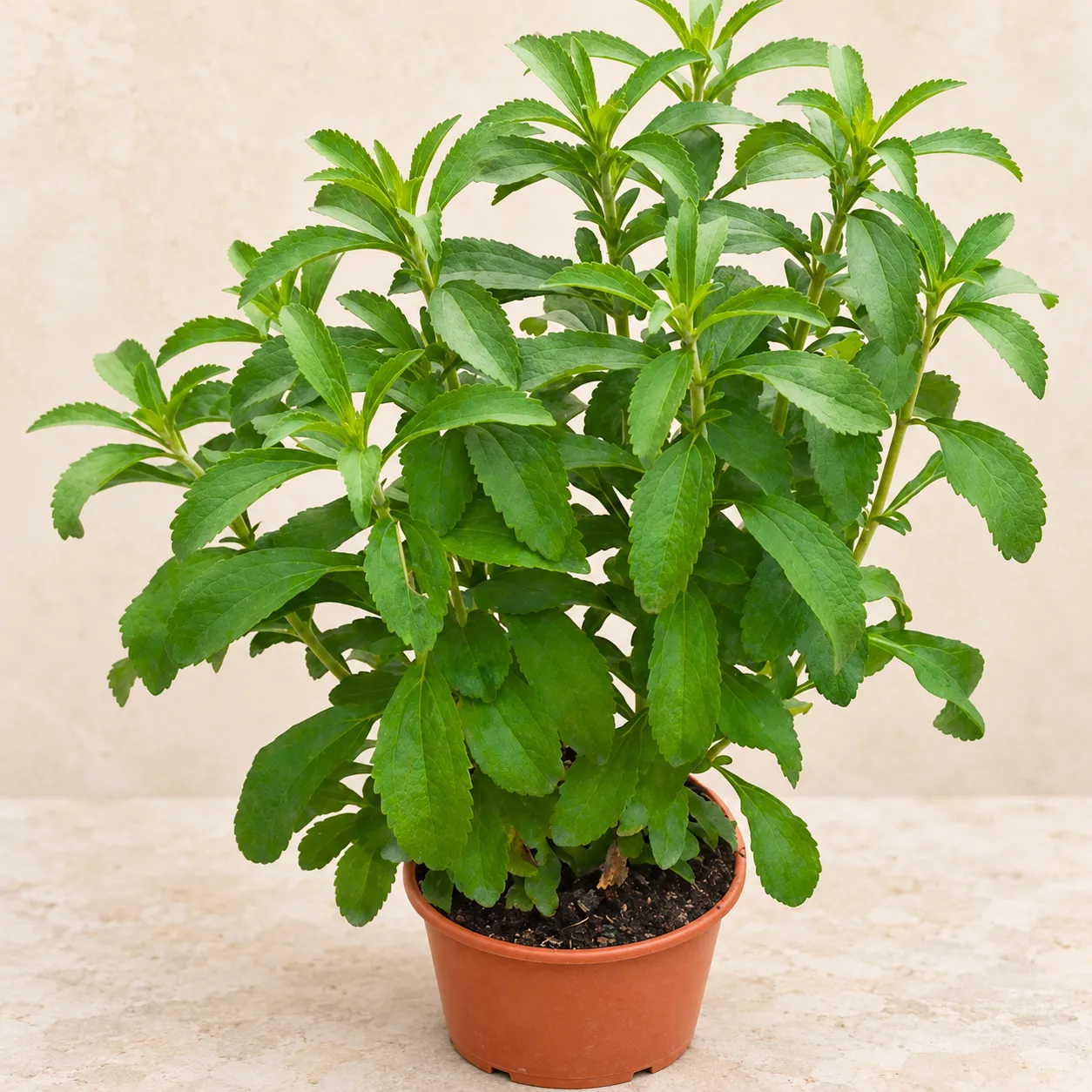 Stevia Plant in Terracotta Pot Stevia in Lahore