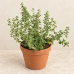 Thyme in Lahore
