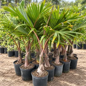Triangle Palm in Lahore