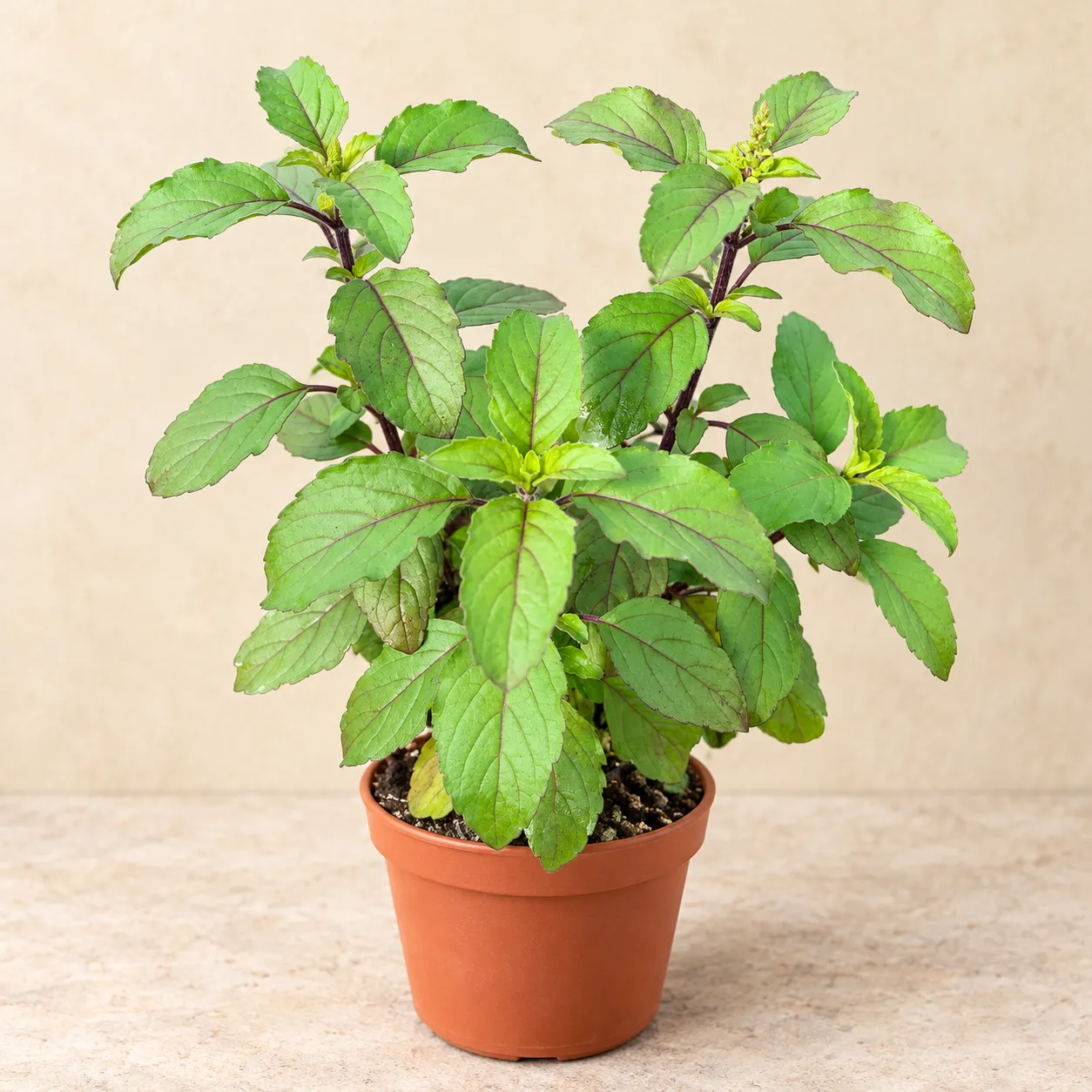 Plant in a correctly sized terracotta pot