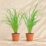 Lemongrass (Lemon Grass) in Lahore