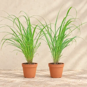 Lemongrass (Lemon Grass) in Lahore