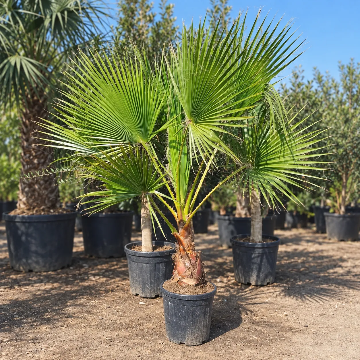 Washingtonia palm nursery specimen Washingtonia Palm in Lahore