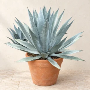 Agave in Lahore