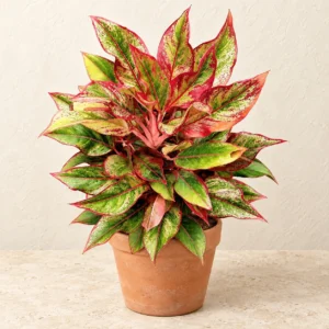 Aglaonema Red in Lahore