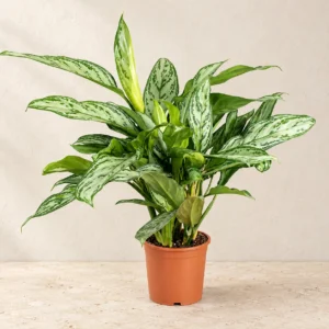 Aglaonema Silver Queen in Lahore