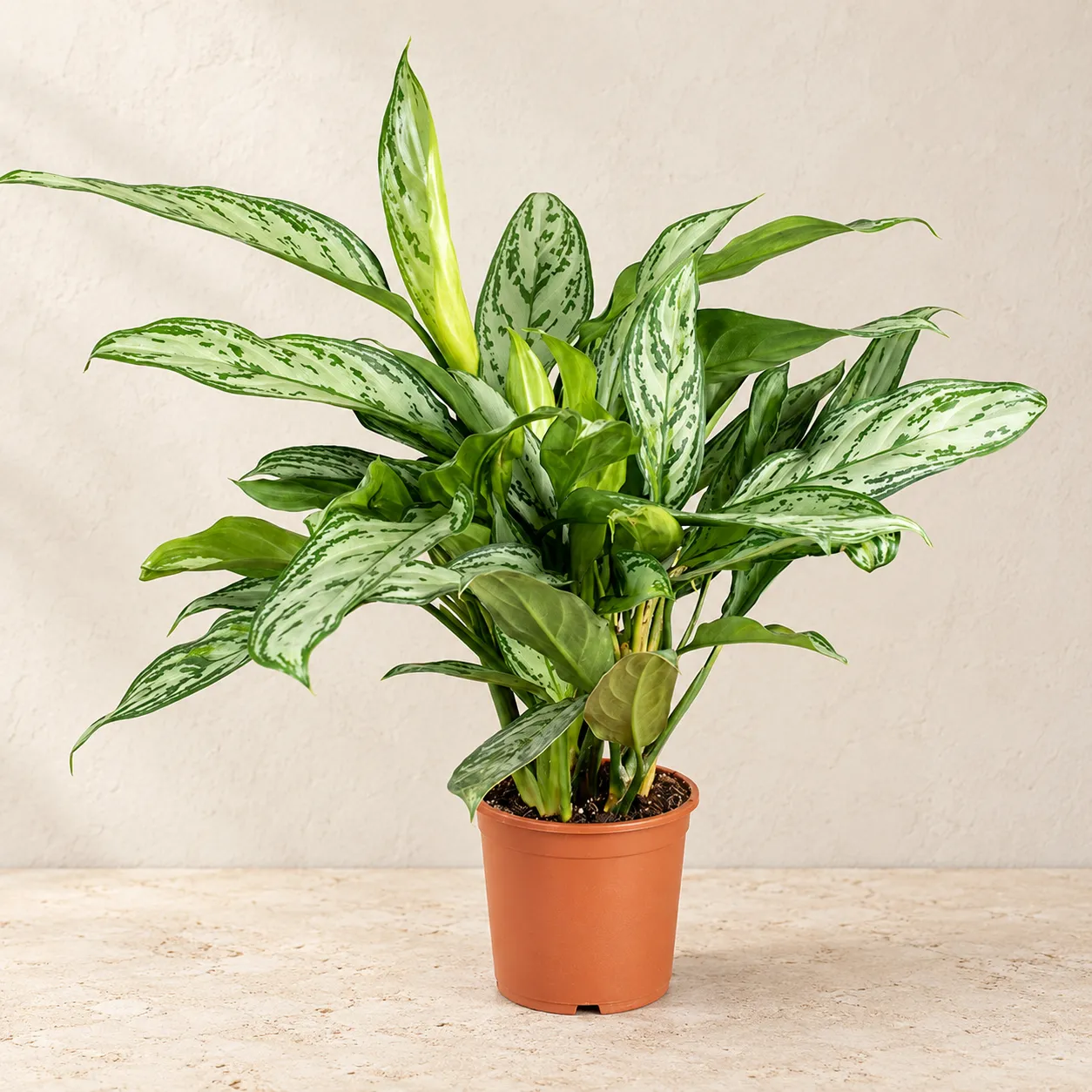 aglaonema-silver-queen Aglaonema Silver Queen in Lahore
