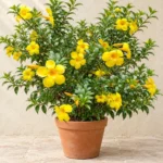 Allamanda in Lahore