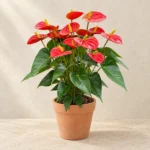 Anthurium in Lahore