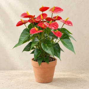 Anthurium in Lahore