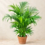 Bamboo Palm in Lahore