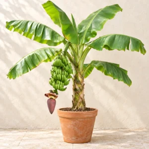 Banana in Lahore