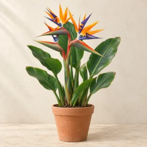 Bird of Paradise in Lahore