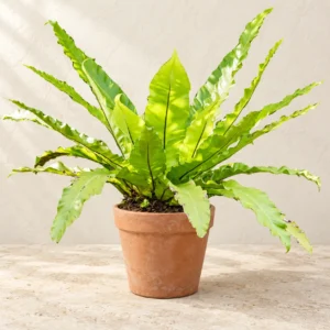 Bird's Nest Fern in Lahore