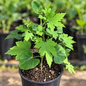 Bitter Gourd Seedlings (Karela Paniri) in Lahore