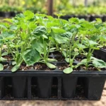 Bottle Gourd Seedlings (Lauki Paniri) in Lahore