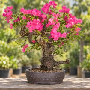 Bougainvillea Bonsai in Lahore
