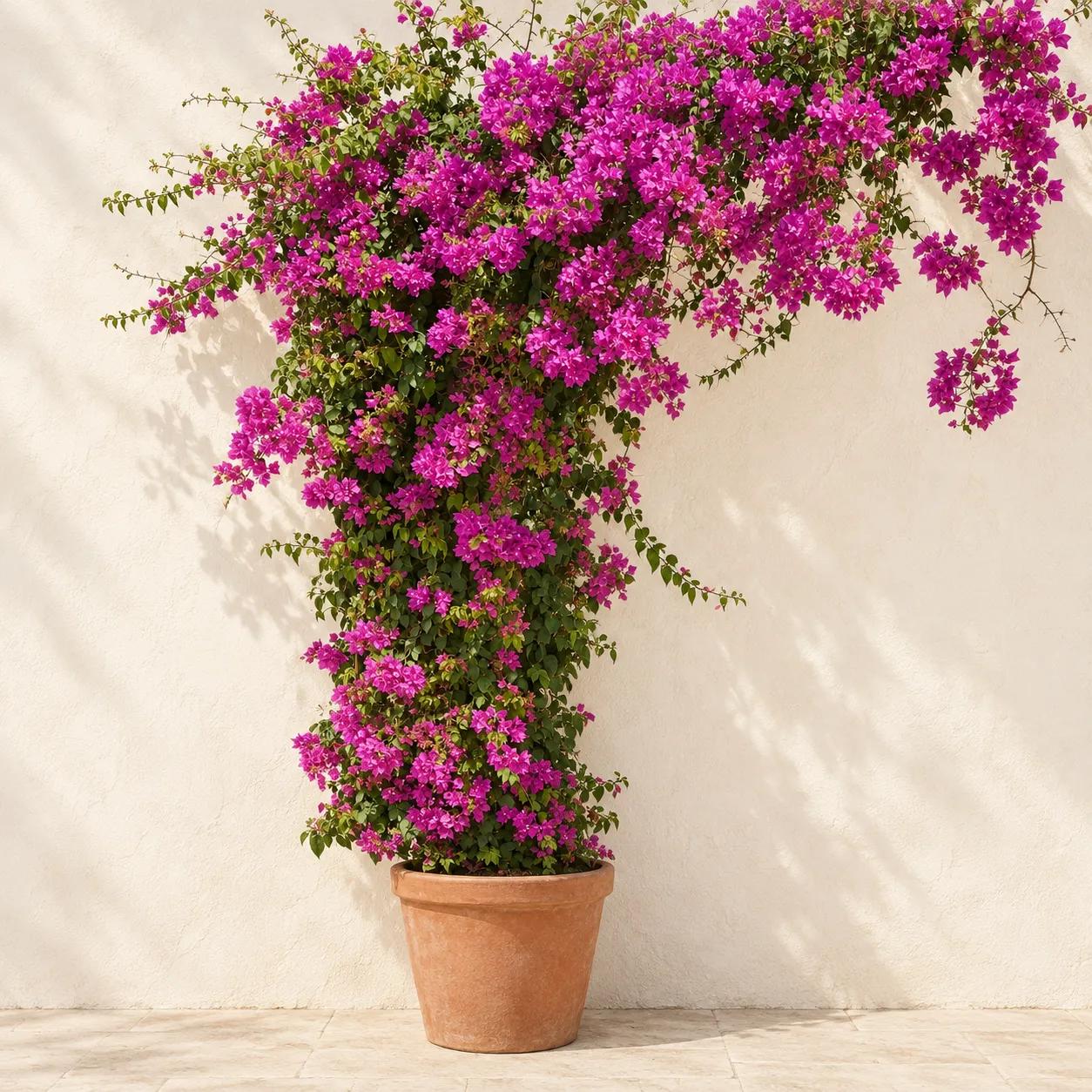 bougainvillea Bougainvillea (Bougainvillea Bail) in Lahore