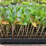 Broccoli Seedlings in Lahore